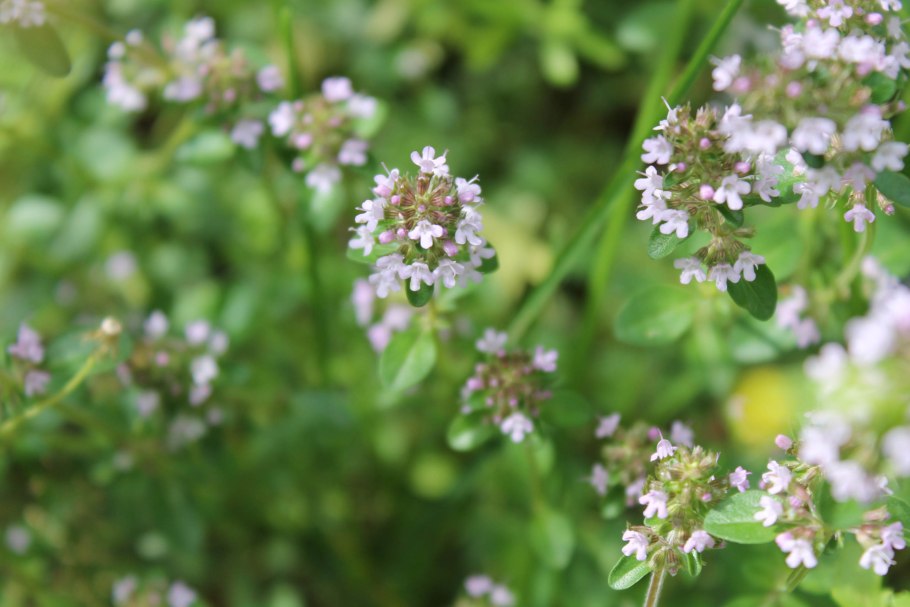 Чабрец на закате