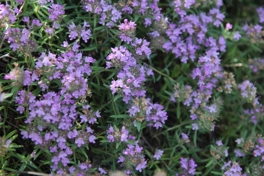 Тимьян ползучий фиолетовый