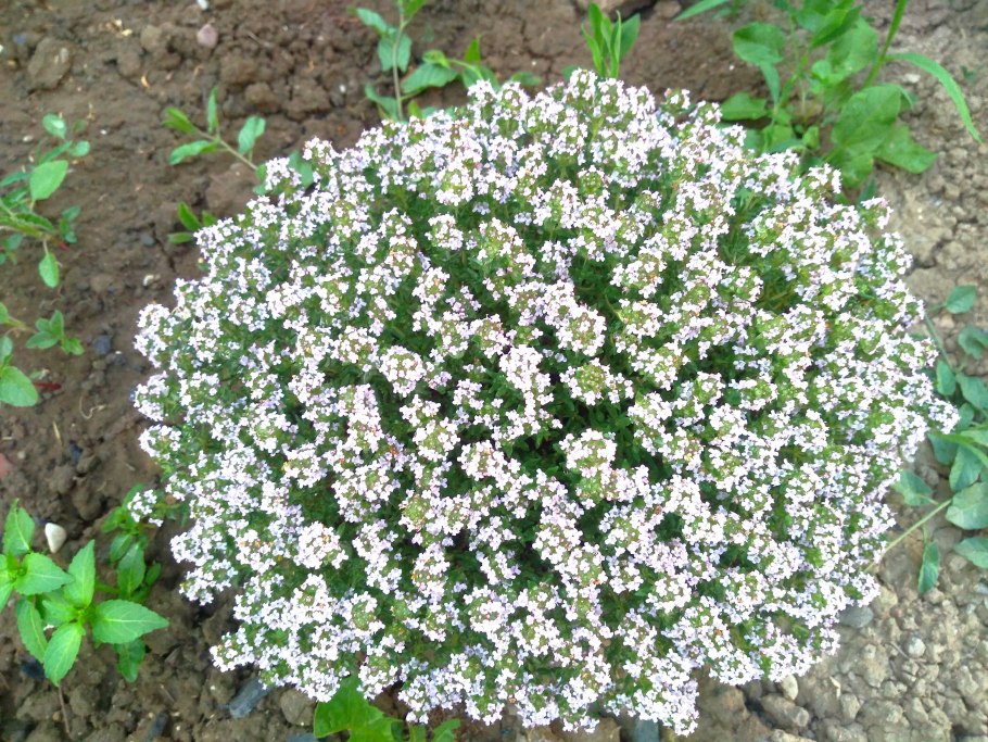 Богородская трава