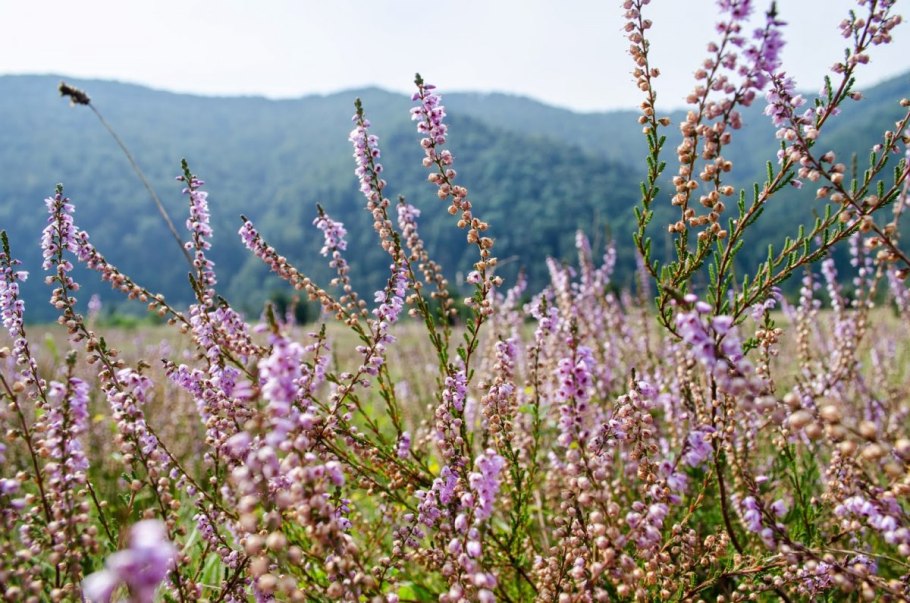 Чабрец колючки