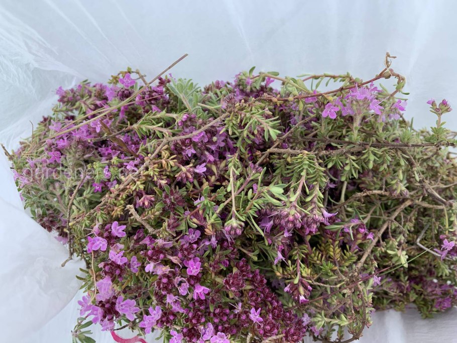 Чабрец на ай-Петри