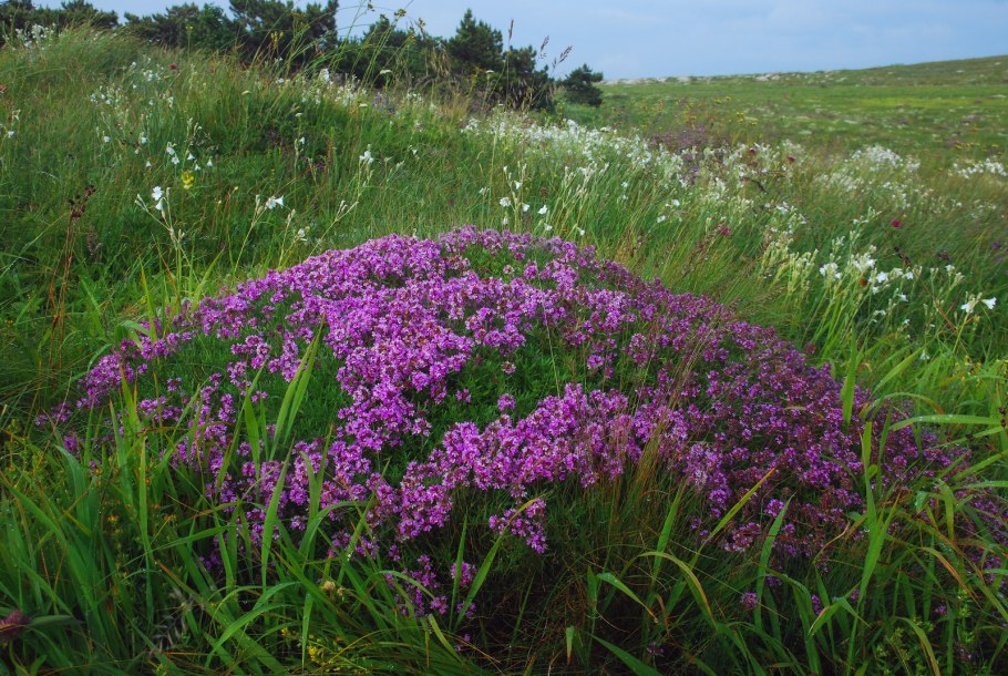 Чабрец Крымский Степной