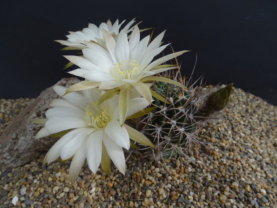 Эхинопсис spiniflora