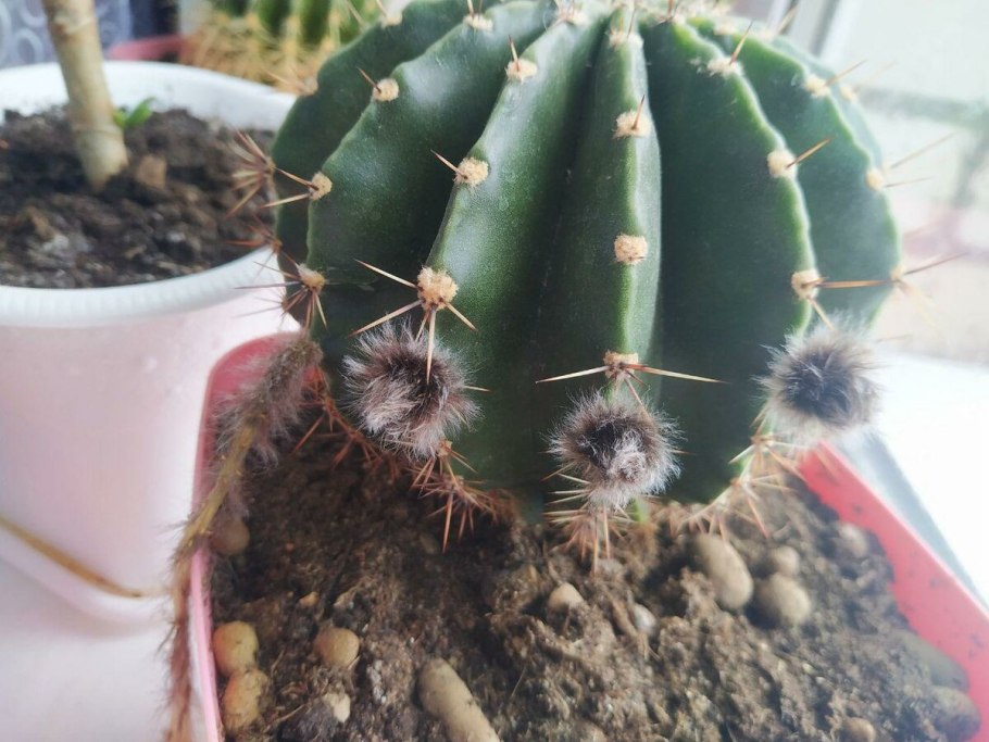 Эхинопсис царица ночи