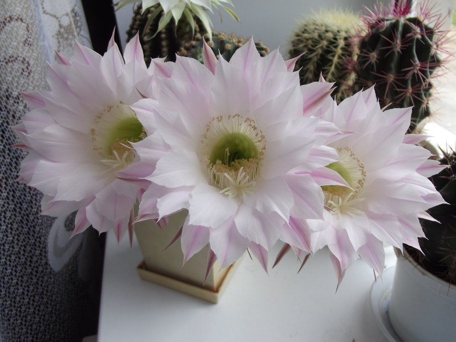 Лобивия золотистая