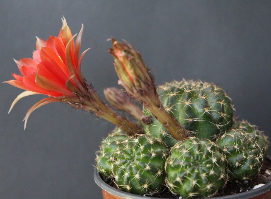 Эхинопсис тубифлора