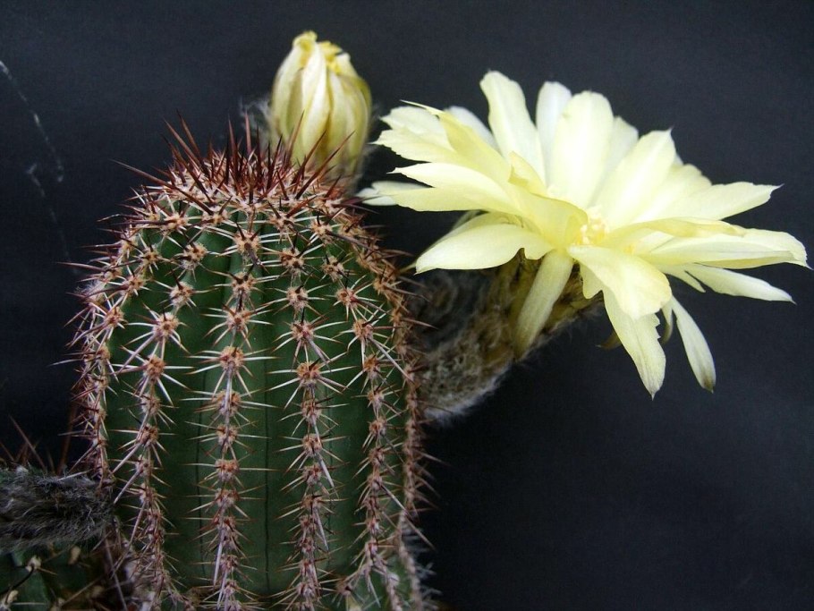 Lobivia arachnacantha