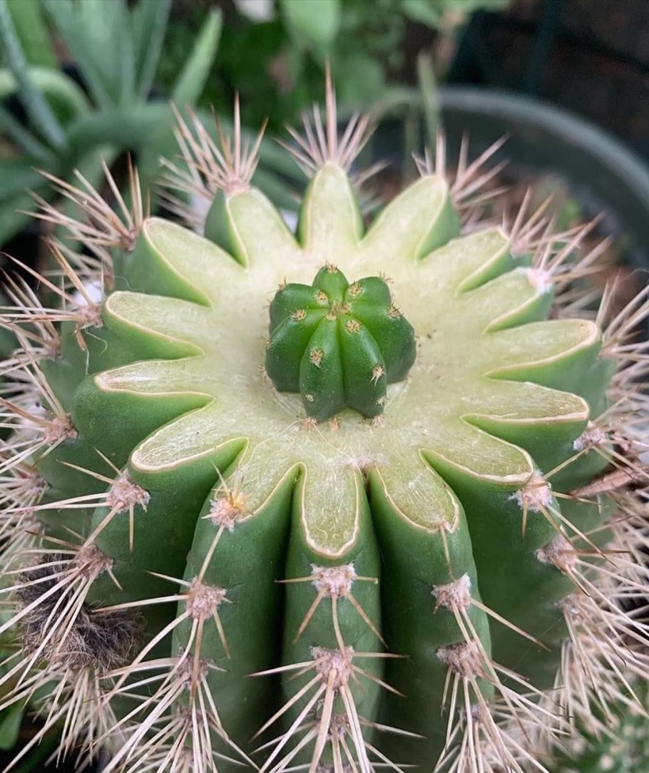 Эхинопсис Гертриха