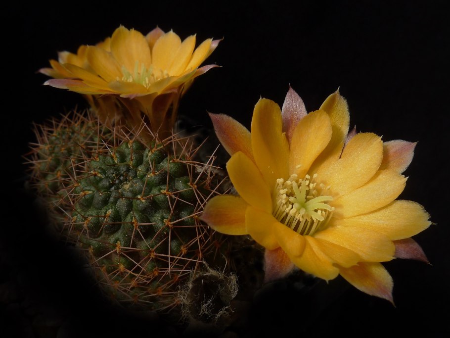 Эхинопсис Шрейтера