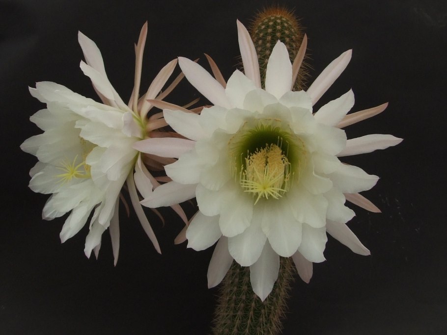 Эхинопсис Максимилиана