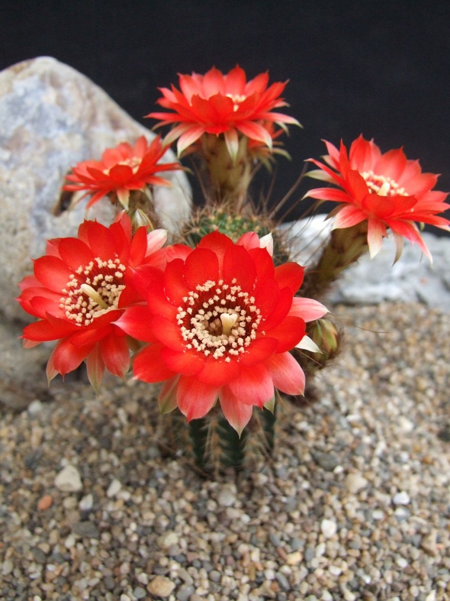 Кактус эхинопсис Эйриеза