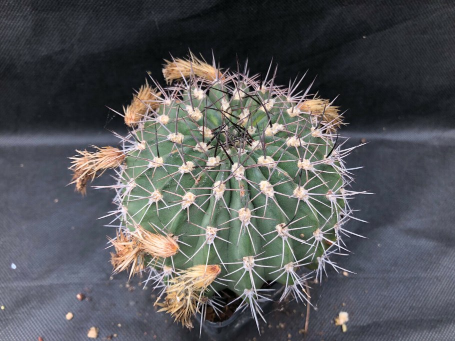 Кактус Лобивия (эхинопсис)