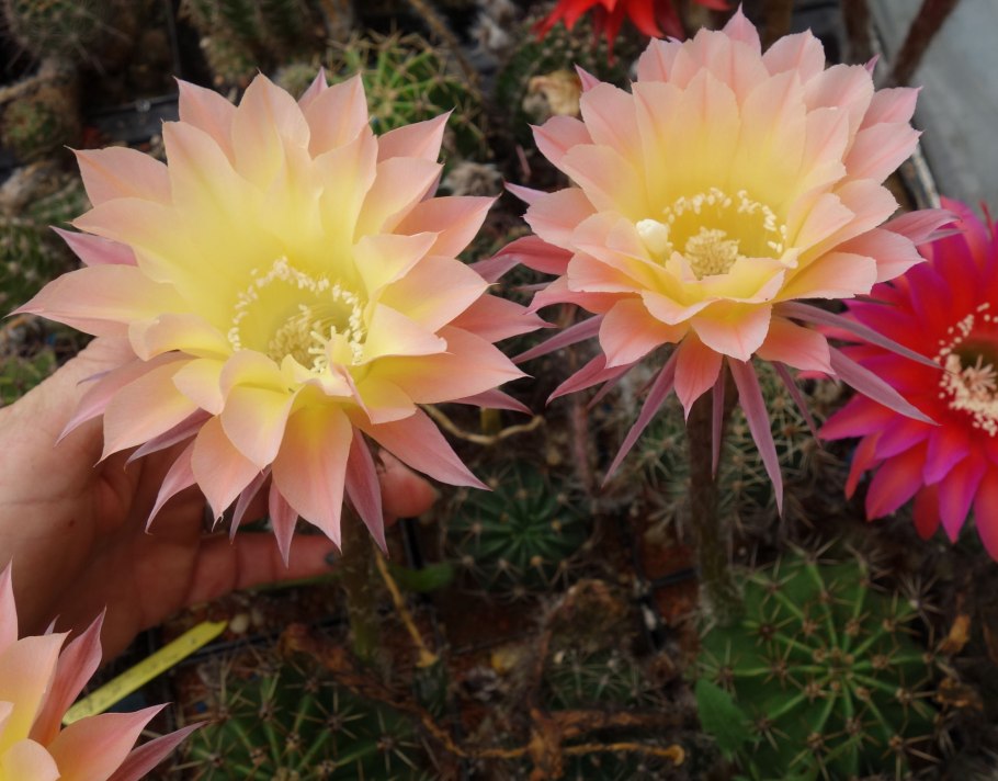 Лобивия анемона