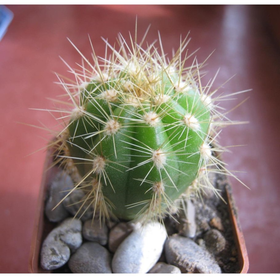 Эхинопсис цереус