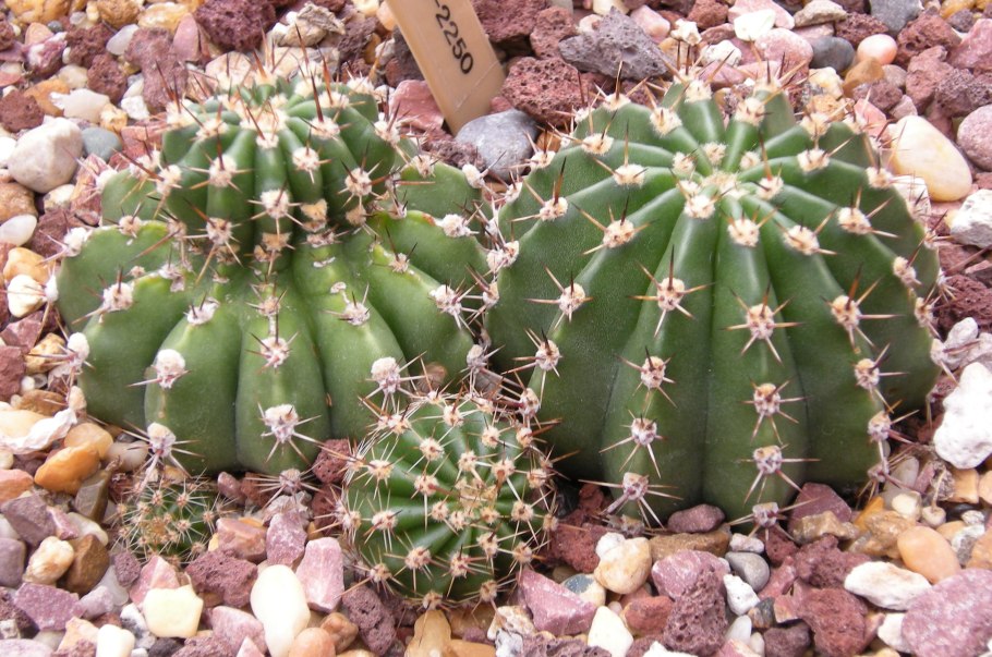 Эхинопсис spiniflora