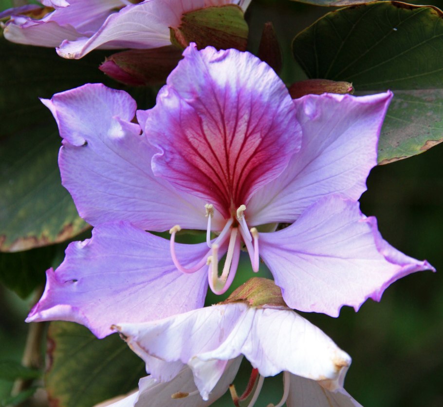 Баухиния Вариегата