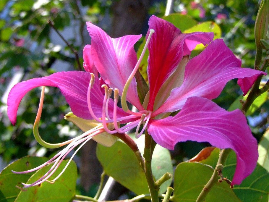 Баухиния monandra