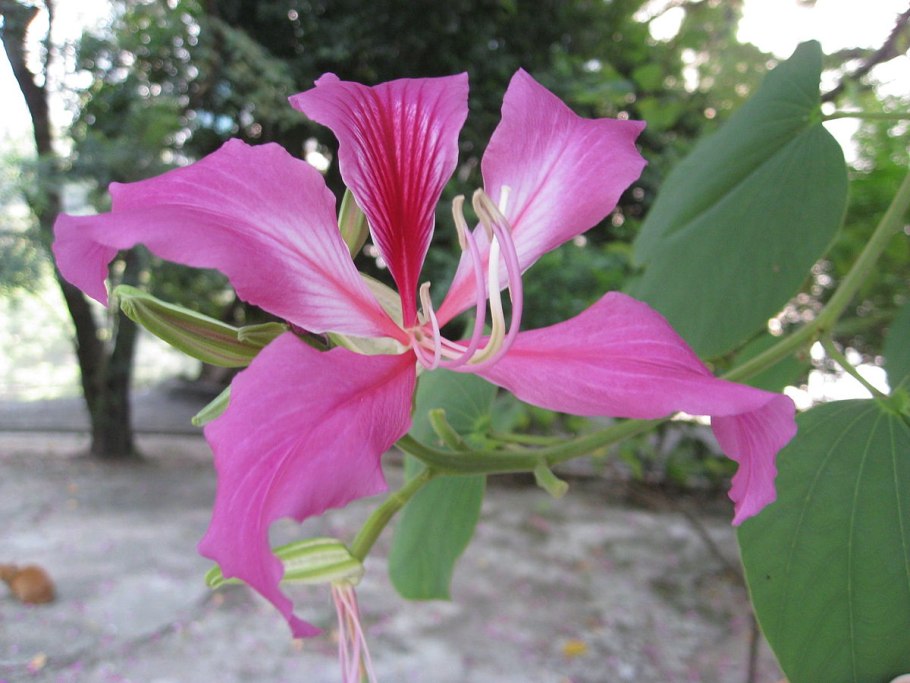 (Bauhinia Semla