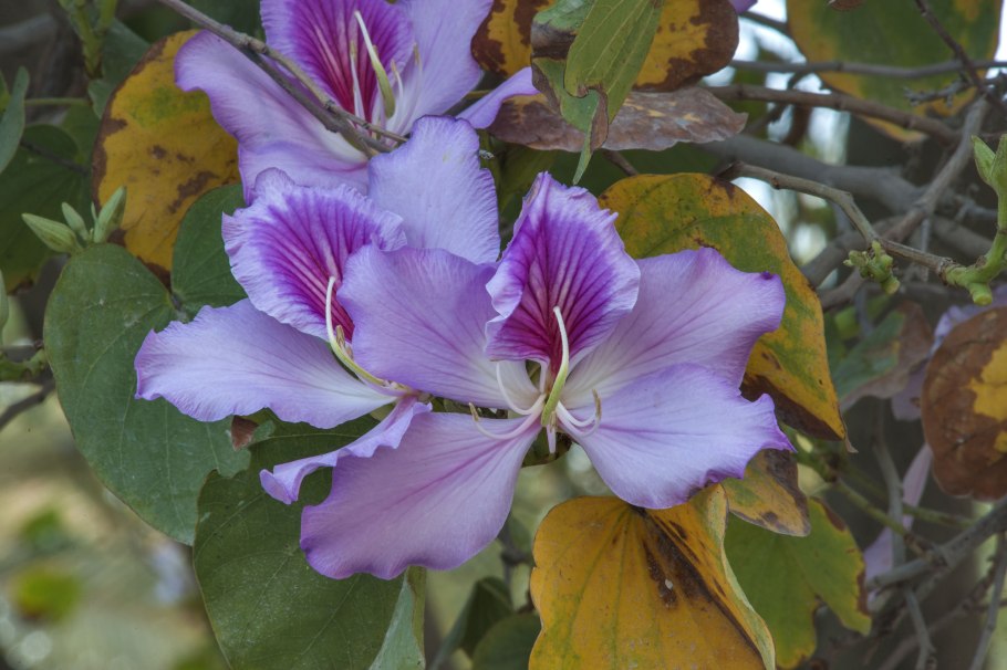 Баухиния пестрая