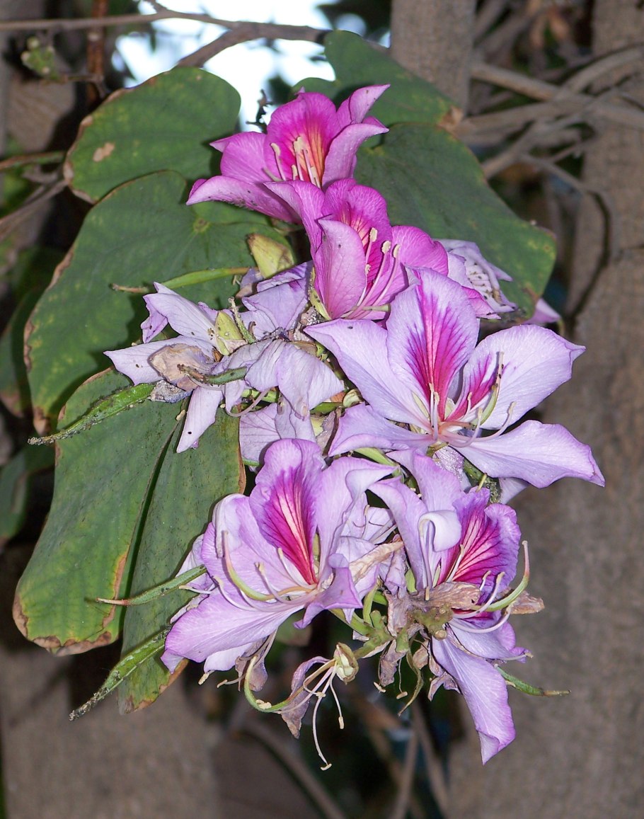 Баухиния орхидейное дерево семена