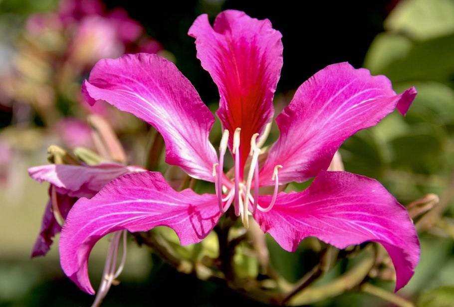 Bauhinia purpurea