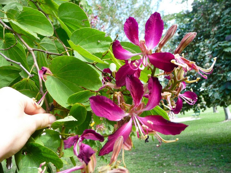 Bauhinia purpurea