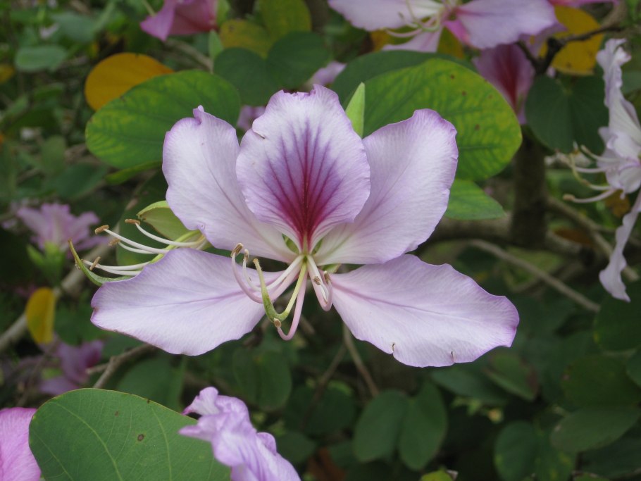 Bauhinia monandra