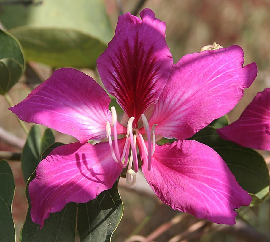 Bauhinia blakeana