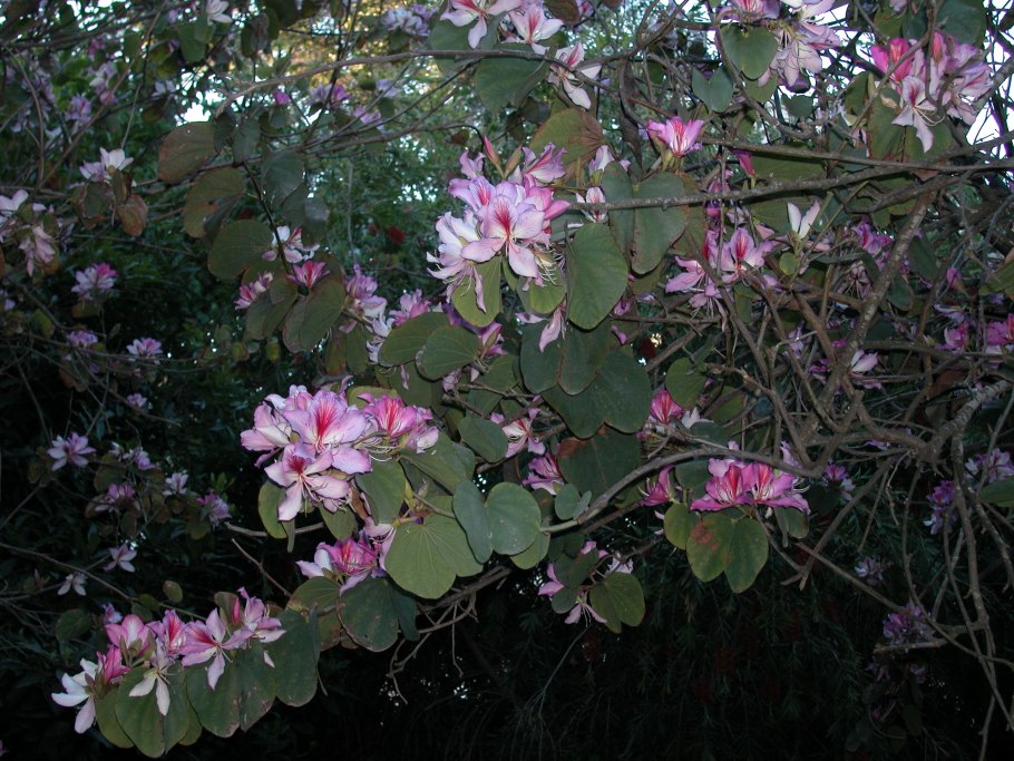 Bauhinia blakeana