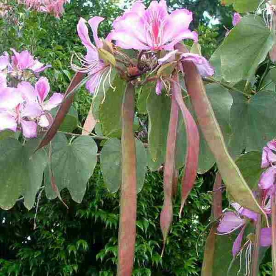 Bauhinia purpurea
