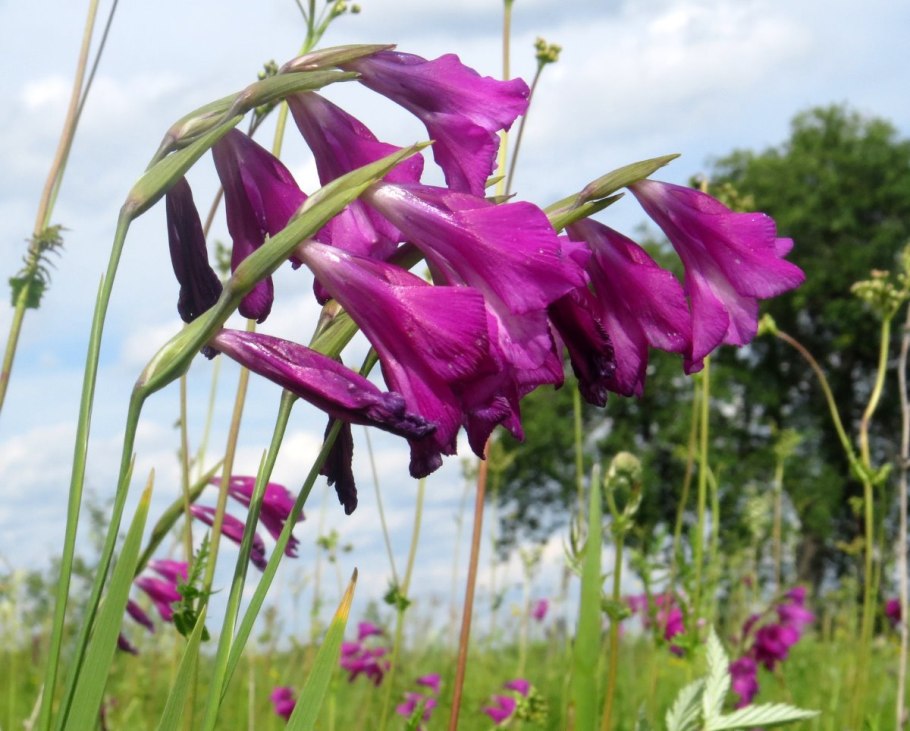 Шпажник черепитчатый