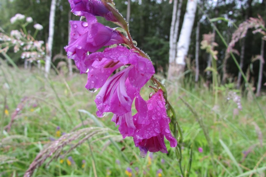 Дикий Гладиолус шпажник