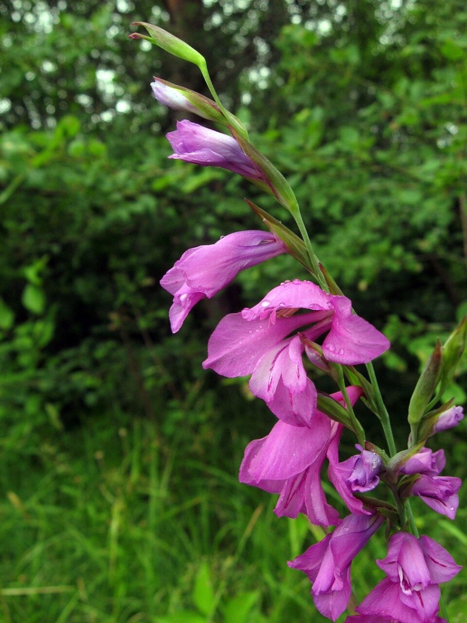 Шпажник Гладиолус тонкий