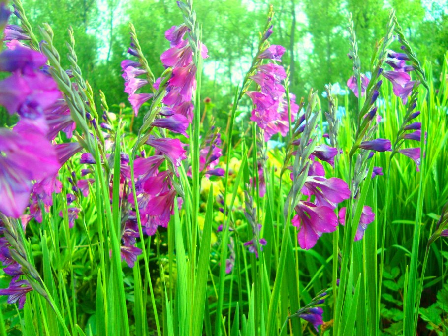 Гладиолус Grand prix