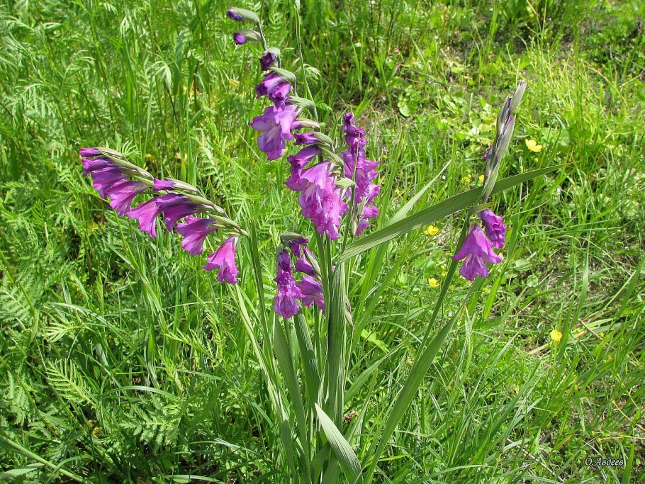 Дикий Гладиолус шпажник