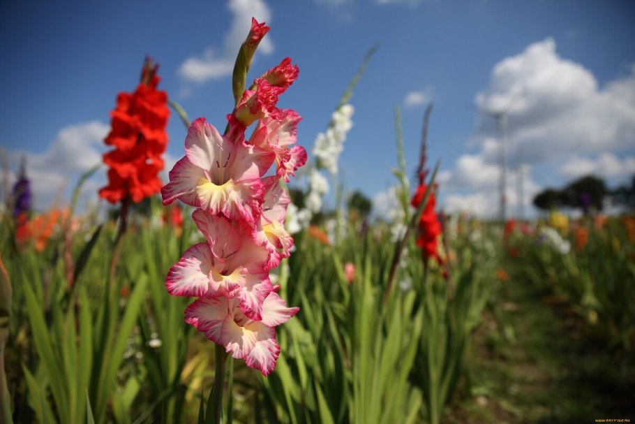 Gladiolus palustris