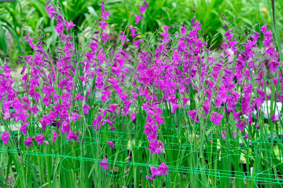 Гладиолус черепитчатый