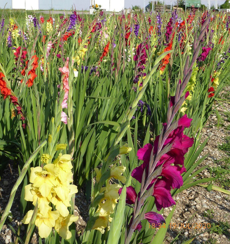 Gladiolus tenuis