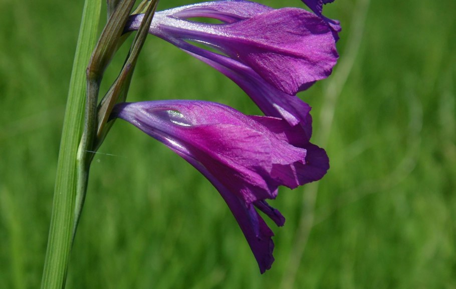 Gladiolus imbricatus