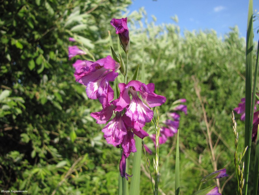 Шпажник черепитчатый - Gladiolus imbricatus