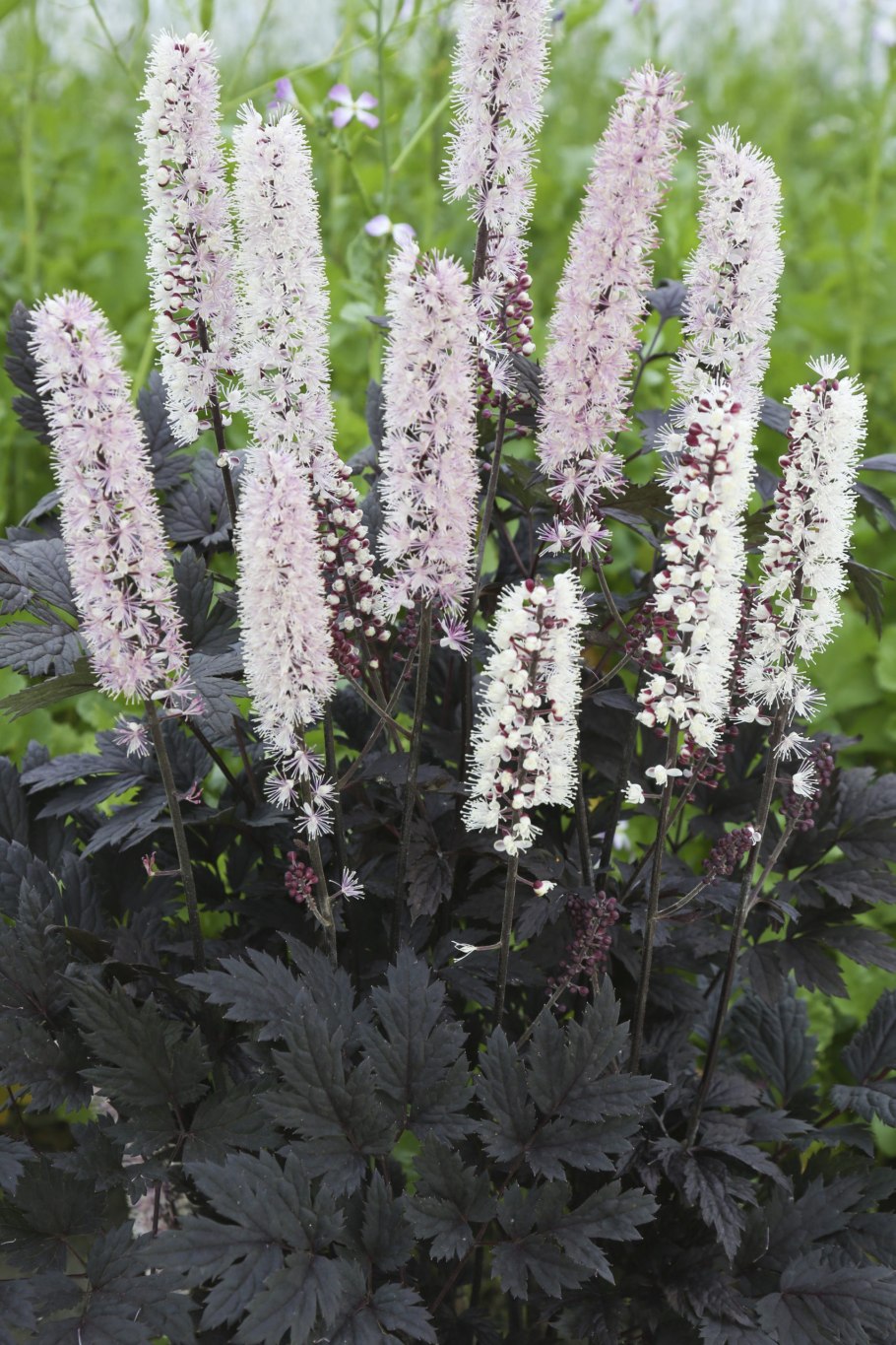 Клопогон cordifolia