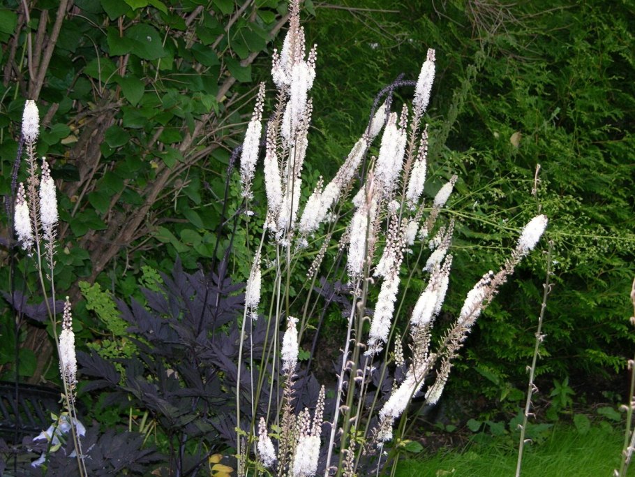 Actaea racemosa цветок