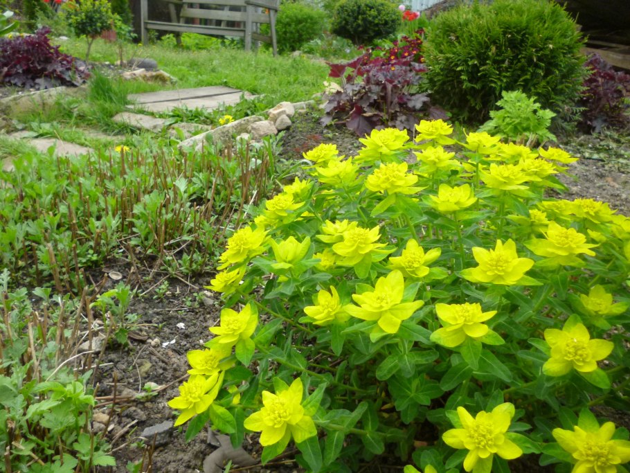 Euphorbia grandicornis