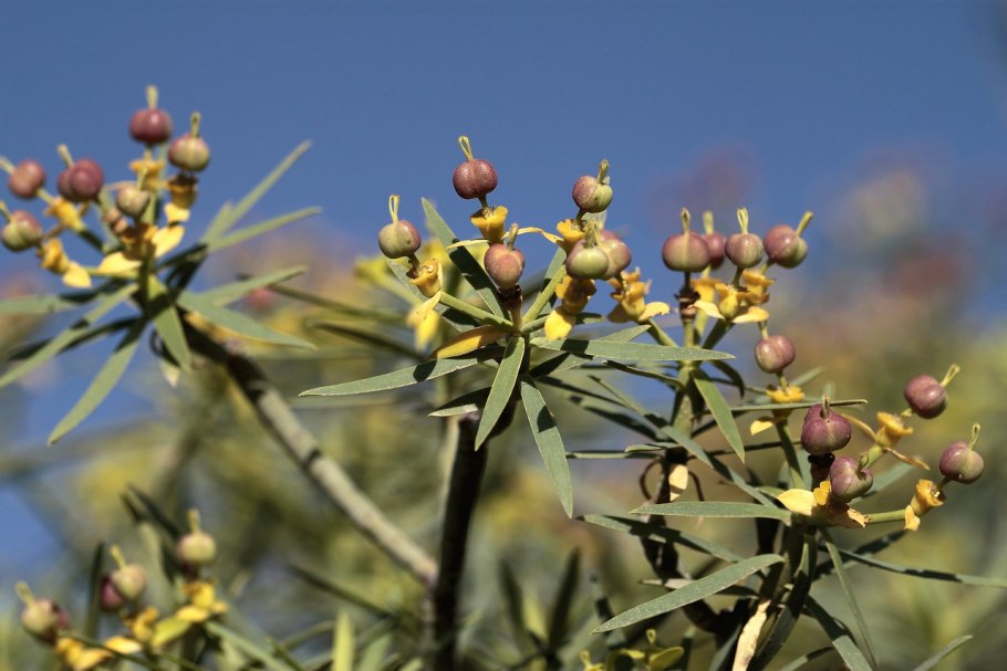 Euphorbia balsamifera