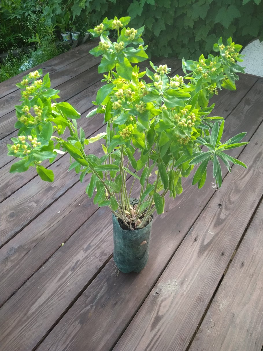 Молочай-солнцегляд (Euphórbia helioscópia)