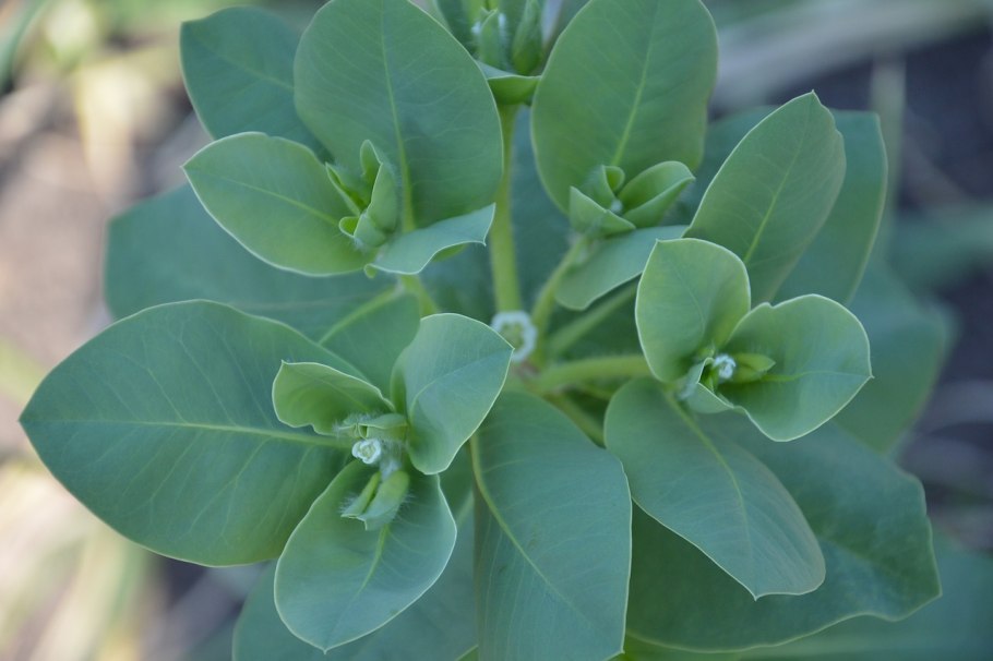 Молочай садовый многолетний