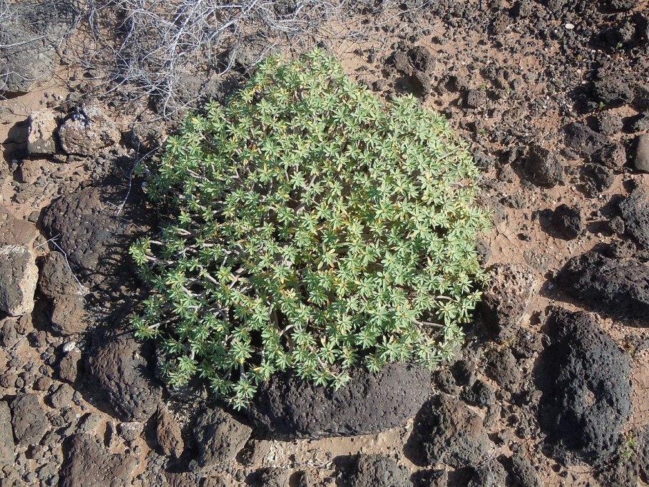 Молочай харациас