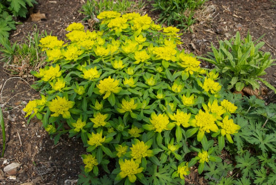 Молочай полумохнатый