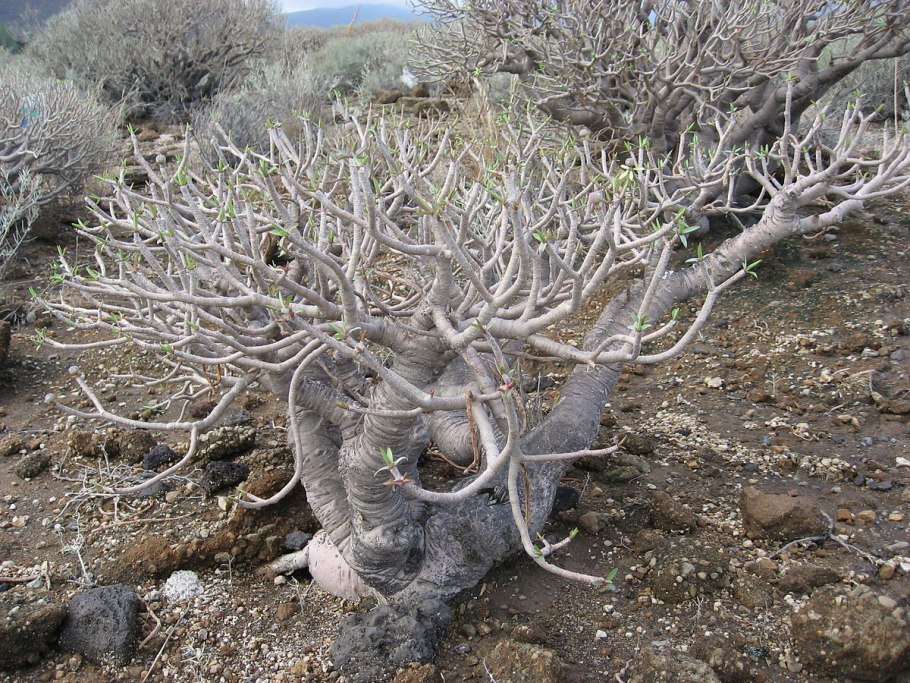 Молочай Луговой