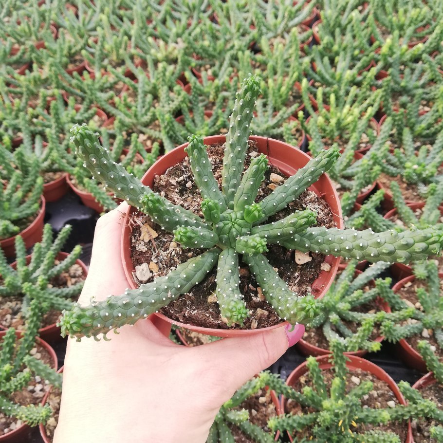 Молочай Рейнбоу